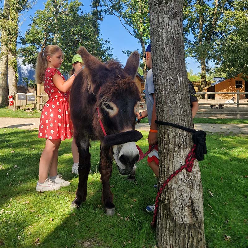 Fillette caressant un âne dans le parc du camping à Saint-André-des-Eaux